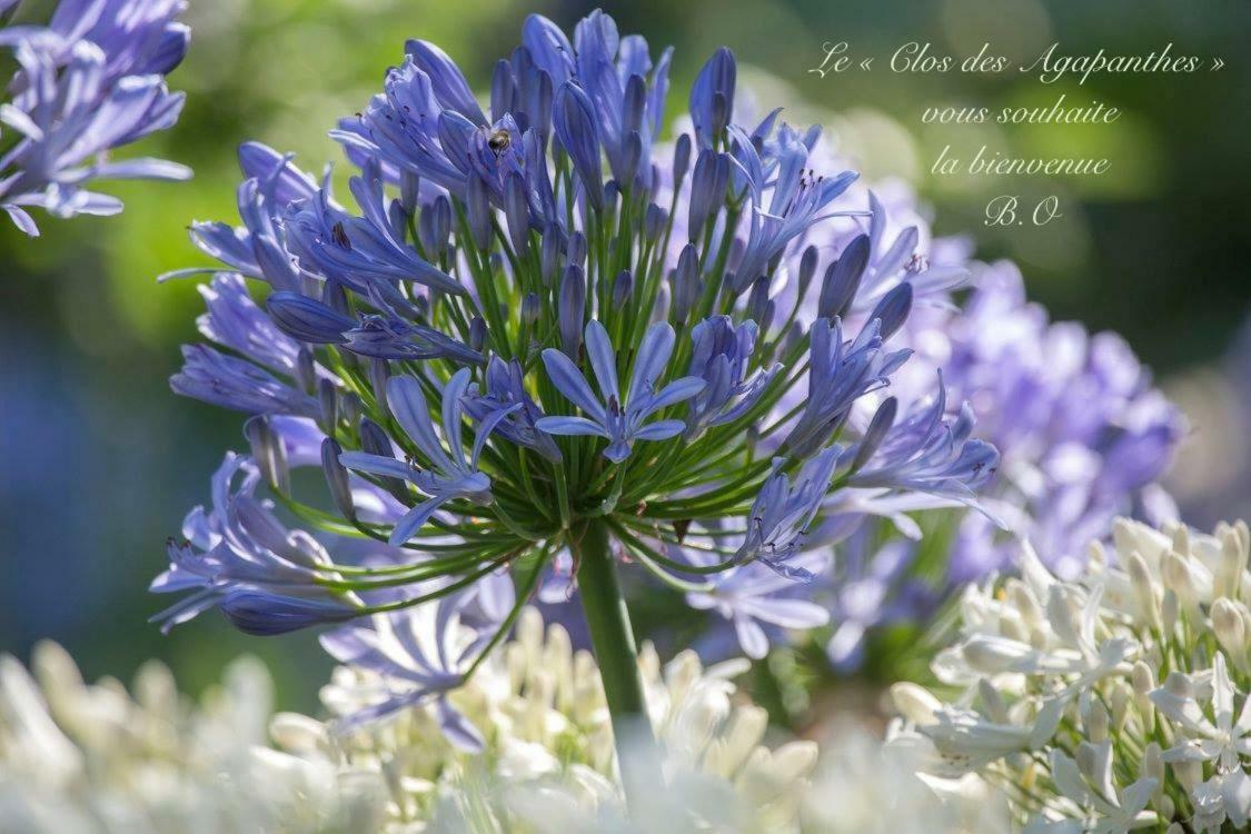 Le Clos Des Agapanthes Plogonnec Екстер'єр фото
